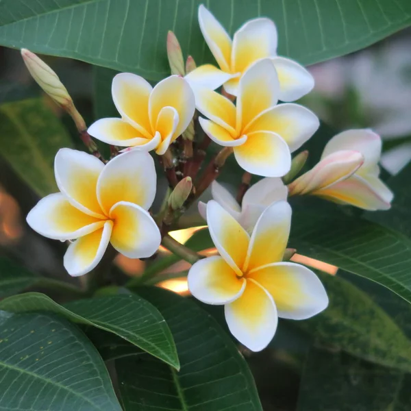 Asiático Exótico Amarillo Flores —  Fotos de Stock