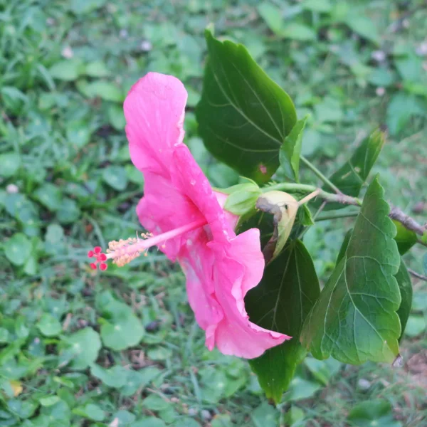 Aziatische Gekleurde Natuurlijke Hibiscus Bloemen Groene Bladeren — Stockfoto