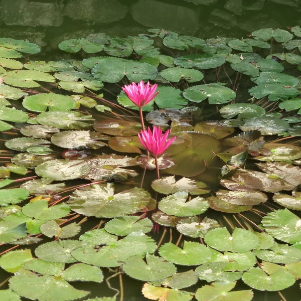 Lotus Blossoms Pond Asia — Stock Photo, Image