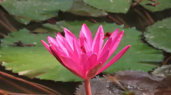 Lotus Fleurit Sur Étang Asie — Photo