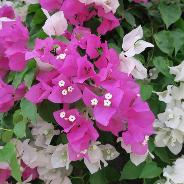 Бугенвіль Потрійні Квіти Багатий Квітковий Чагарник Тропічному Кліматі — стокове фото