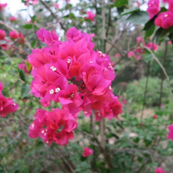 Bougainvillea Flores Triplas Arbusto Florido Rico Clima Tropical — Fotografia de Stock