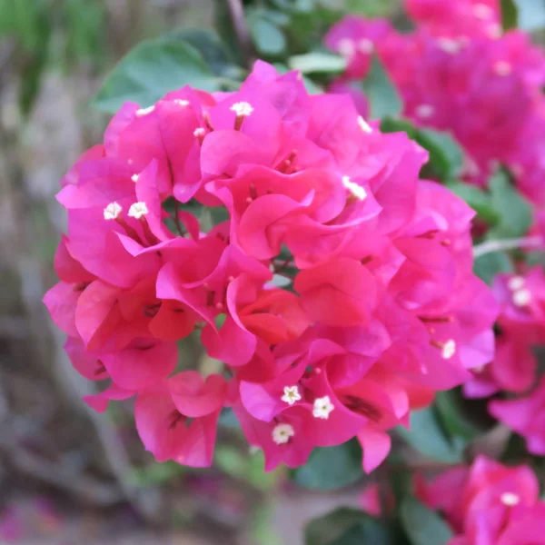 Bougainvillea Flores Triplas Arbusto Florido Rico Clima Tropical — Fotografia de Stock