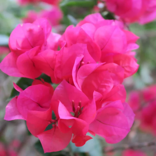 Bougainvillea Flores Triplas Arbusto Florido Rico Clima Tropical — Fotografia de Stock