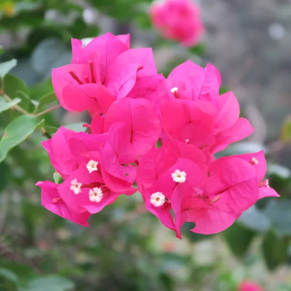 Bougainvillea Potrójne Kwiaty Bogaty Kwitnące Krzew Klimacie Tropikalnym — Zdjęcie stockowe