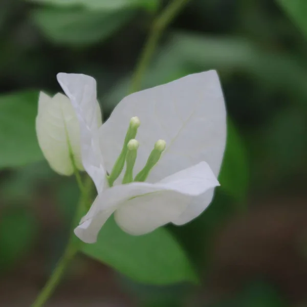 Bougainvillea Trojitá Květena Bohatý Kvetoucí Keř Tropickém Podnebí — Stock fotografie