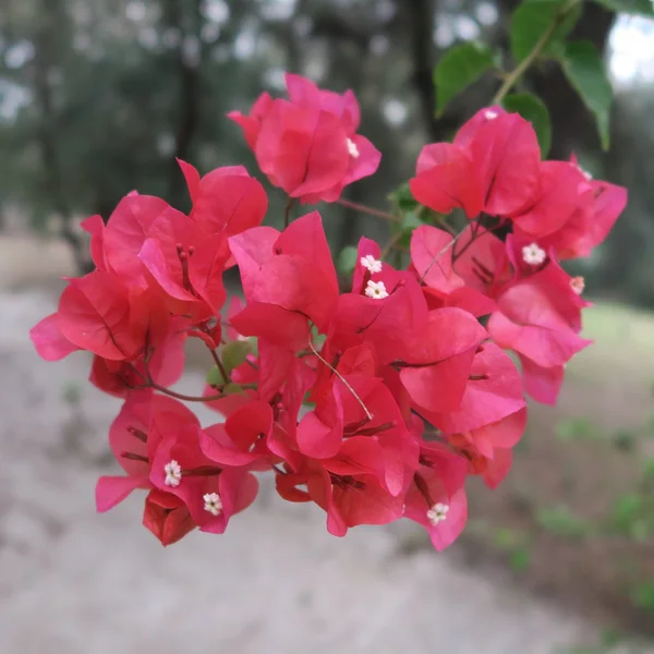 Bougainvillea Flores Triplas Arbusto Florido Rico Clima Tropical — Fotografia de Stock