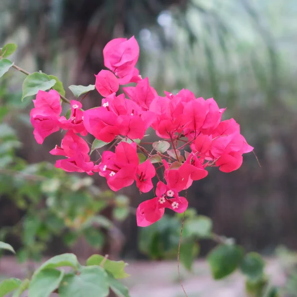 Bougainvillea Flores Triplas Arbusto Florido Rico Clima Tropical — Fotografia de Stock