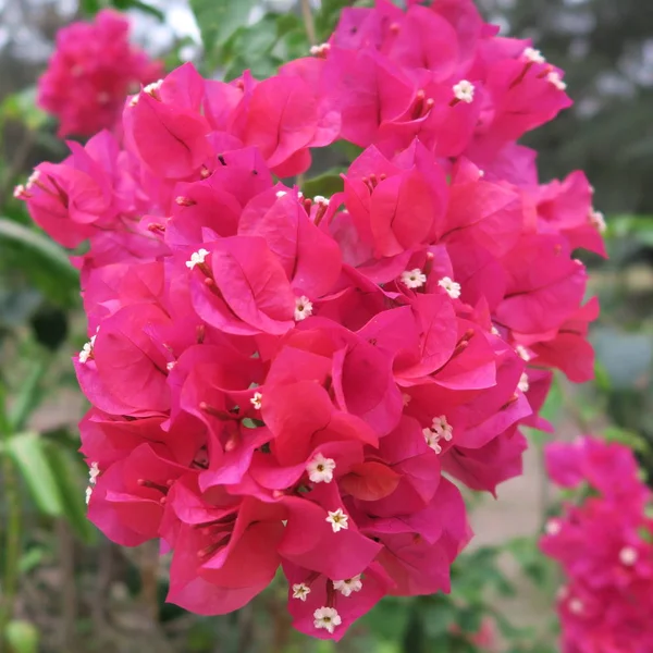 Bougainvillea Potrójne Kwiaty Bogaty Kwitnące Krzew Klimacie Tropikalnym — Zdjęcie stockowe