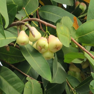 asya'da bir ağaç üzerinde java elma