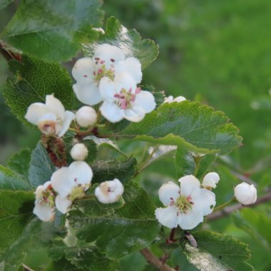 Crataegus, alıç, çalı üzerinde beyaz çiçekler