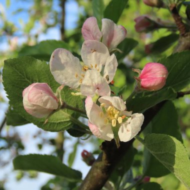 baharda bir elma ağacının pembe, beyaz çiçekleri