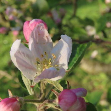 baharda bir elma ağacının pembe, beyaz çiçekleri