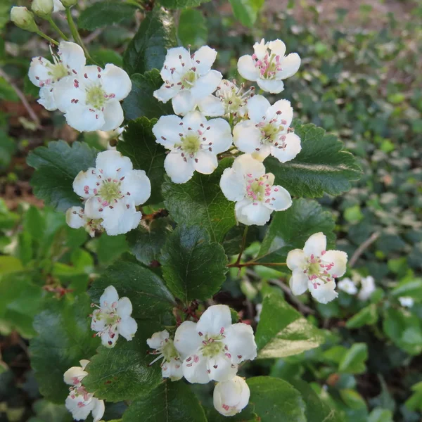 Crataegus, biancospino, fiori bianchi su un arbusto — Foto Stock