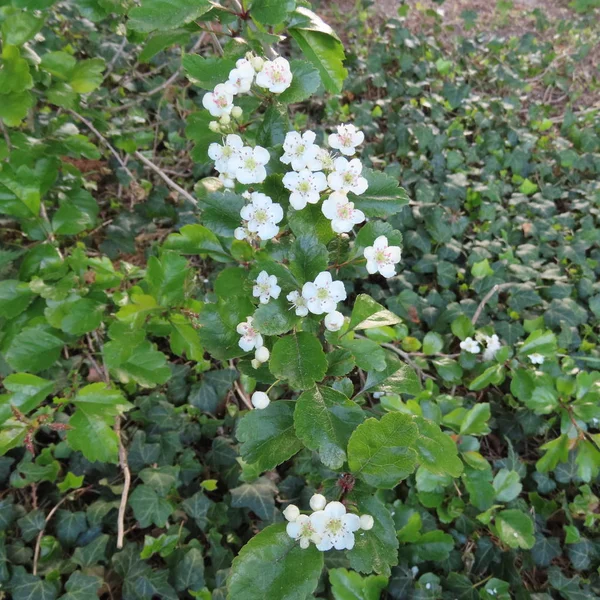 Crataegus, biancospino, fiori bianchi su un arbusto — Foto Stock