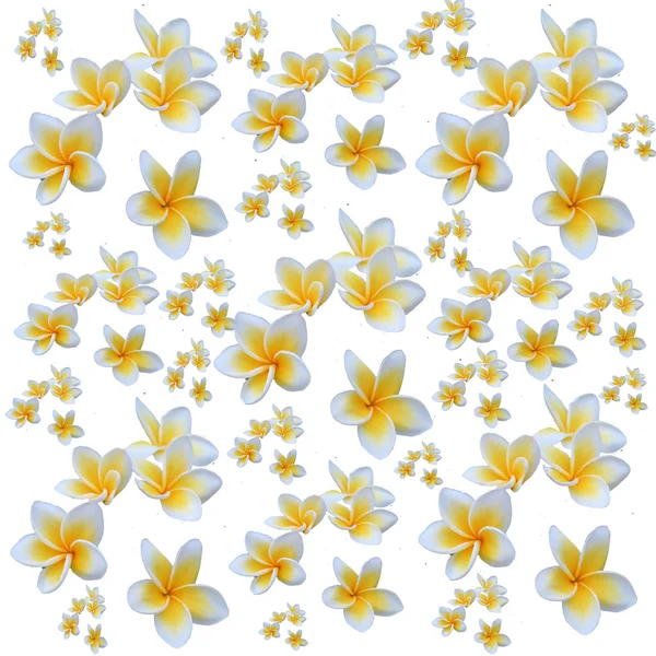 Bloemen gekleurd patroon met Kopieer ruimte, vele kleine kleurrijke bal — Stockfoto