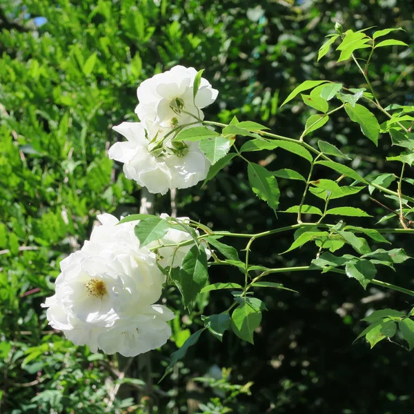 Rosas brancas no verão no jardim verde — Fotografia de Stock