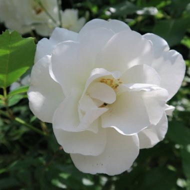 yeşil bahçede yaz aylarında beyaz güller