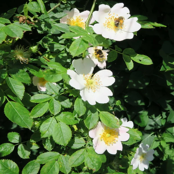 Rosas brancas no verão no jardim verde — Fotografia de Stock