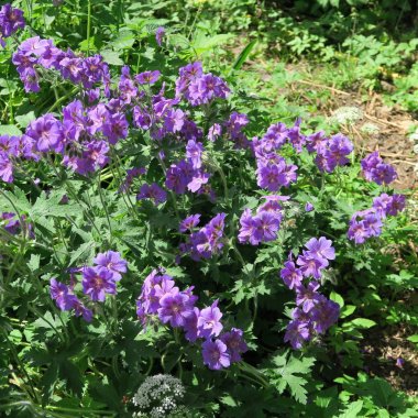 Geraniaceae, koyu mor alp gagası, çok yıllık bahçe çalı ret