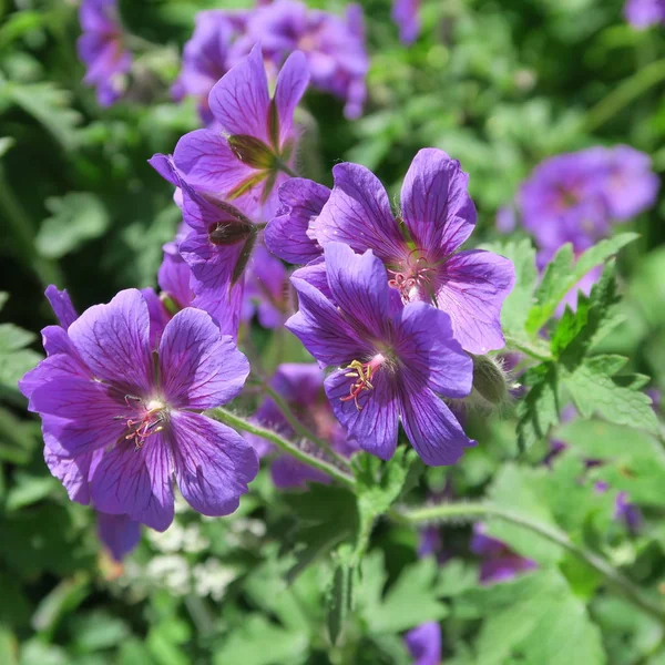 Geraniaceae, ciemnofioletowy dziób alpejski, wieloletni ogród krzew RET — Zdjęcie stockowe