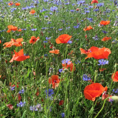 bir yaz alan üzerinde kırmızı haşhaş