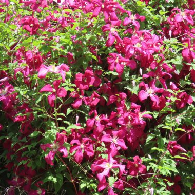 koyu mor orman sarmaşıkları, clematis bir kış dayanıklı çok yıllık gard