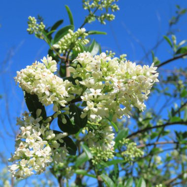 istiridye, ilkbaharda bir çit üzerinde beyaz çiçekler