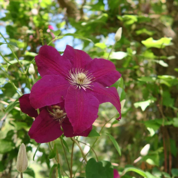 dark purple forest vines, clematis a winter hardy perennial gard