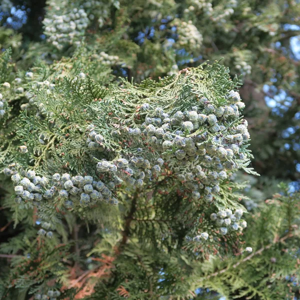 Ripe seeds on branches of a life tree, thuja hedge — Stock Photo, Image