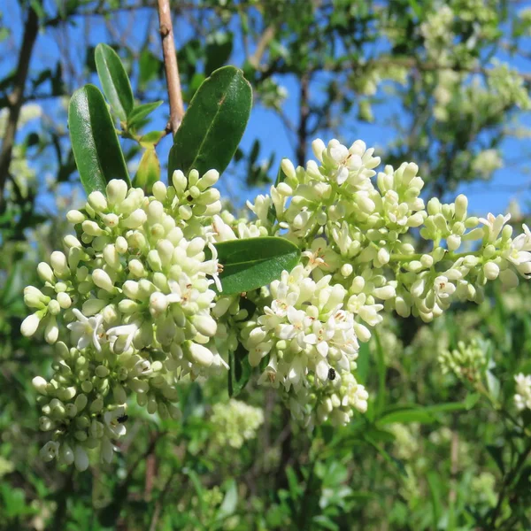 Oyster, white flowers on a hedge in the spring — Stock Image Oyster, white flowers on a hedge in the spring Stock Picture