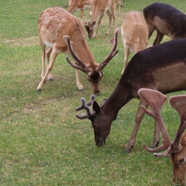 geyik, kuzey Germ bir açıklıkta açık havada alageyik