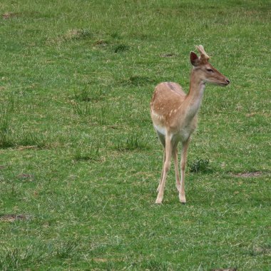 geyik, kuzey Germ bir açıklıkta açık havada alageyik
