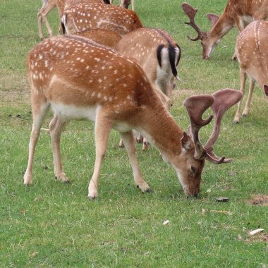 geyik, kuzey Germ bir açıklıkta açık havada alageyik