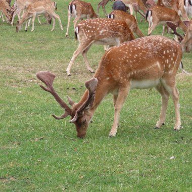 geyik, kuzey Germ bir açıklıkta açık havada alageyik