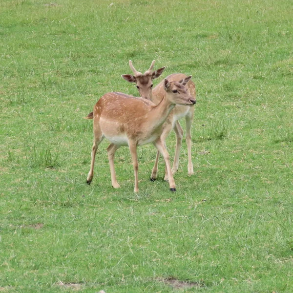 Deer, fallow deer in the open air on a clearing in northern Germ — Stock Photo, Image