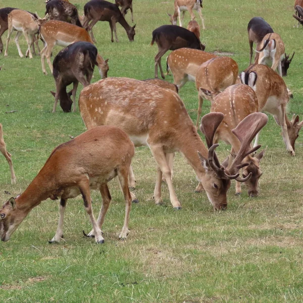 geyik, kuzey Germ bir açıklıkta açık havada alageyik