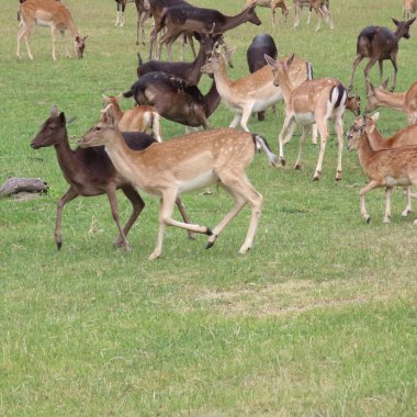 geyik, kuzey Germ bir açıklıkta açık havada alageyik