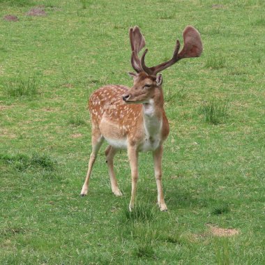 geyik, kuzey Germ bir açıklıkta açık havada alageyik