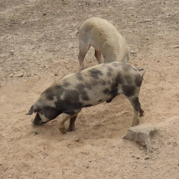 Free-living pigs play in the forest in the sand — Stock Photo, Image