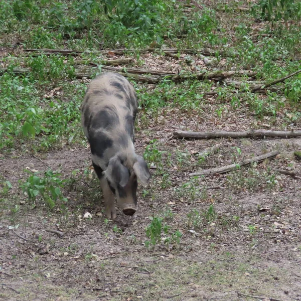 Free-living pigs play in the forest in the sand — Stock Photo, Image