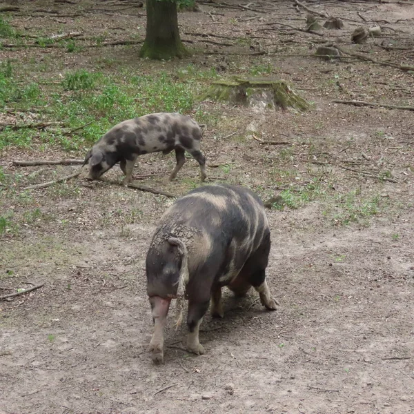 Free-living pigs play in the forest in the sand — Stock Photo, Image