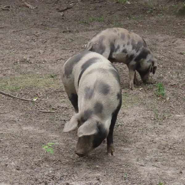 Free-living pigs play in the forest in the sand — Stock Photo, Image