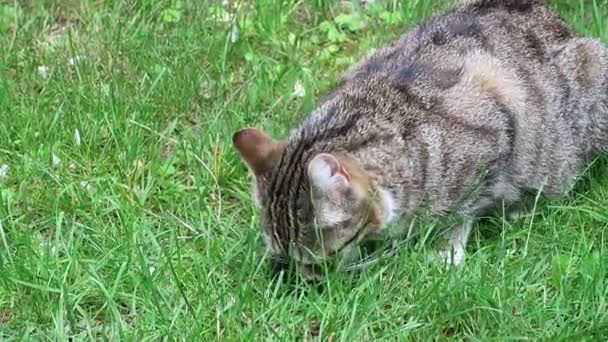 Hühner bei schönem Sommerwetter auf einer großen grünen Wiese mit Büschen — Stockvideo