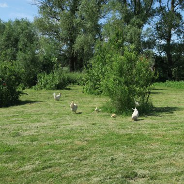 çalı ile büyük bir yeşil çayırda güzel yaz havasında tavuk