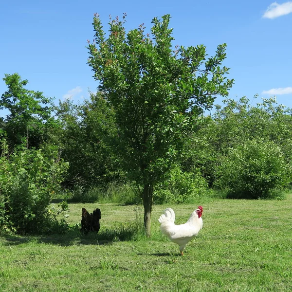 Chickens in nice summer weather on a big green meadow with bushe — Stock Photo, Image