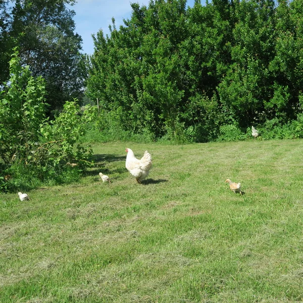 鸡在良好的夏季天气与大的绿色草地与灌木丛 — 图库照片