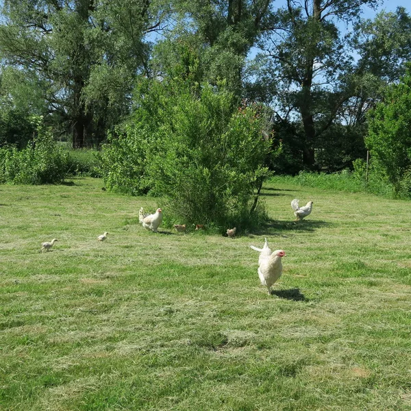 Hühner bei schönem Sommerwetter auf einer großen grünen Wiese mit Büschen — Stockfoto