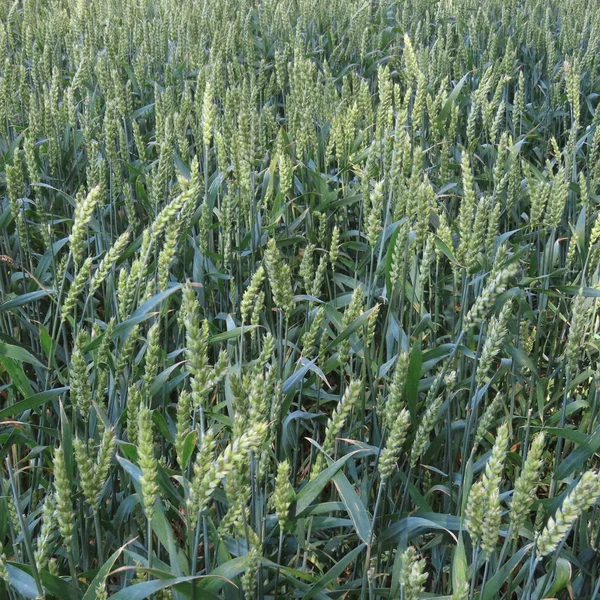 Campo de grãos, no verão pouco antes da colheita no norte germa — Fotografia de Stock