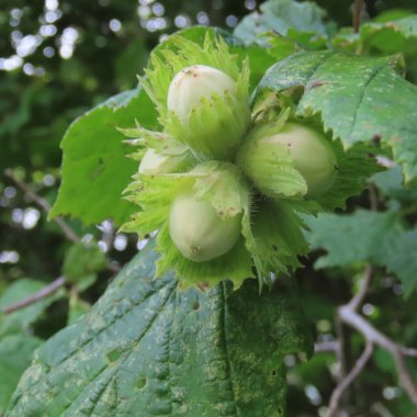 Corylus colurna, yeşil olgunlaşmamış fındık bir çalı asmak